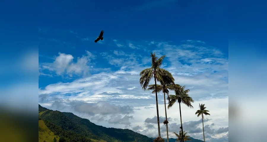 Valle de Cocora