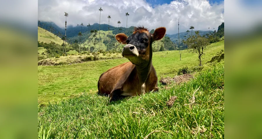 Valle de Cocora